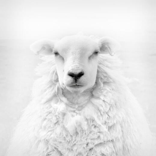 Jens Winkler — Portrait of a Sheep